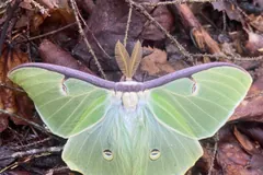 Luna moth with wings spread on brown leaf litter