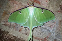 Luna moth clinging to a red brick wall, eyespots and tails visible