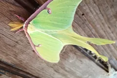 Luna moth with maroon wing edges resting on weathered wood
