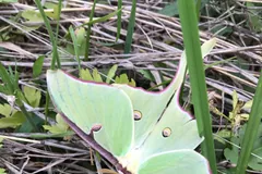 Luna moth perched among green grass blades