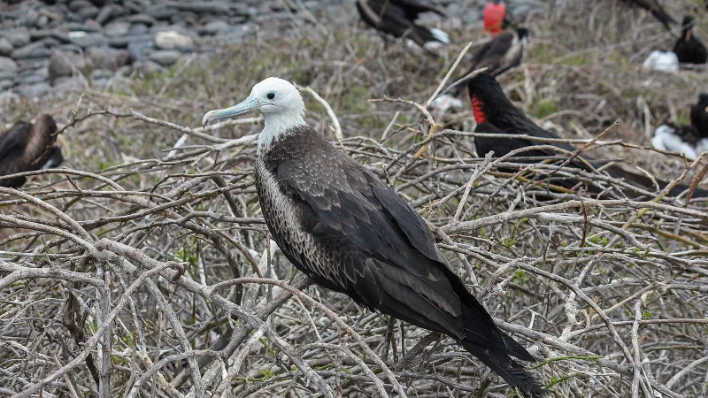 Adult Magnificent Frigatebird perched showing curved bill tip