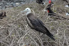 Adult Magnificent Frigatebird perched showing curved bill tip