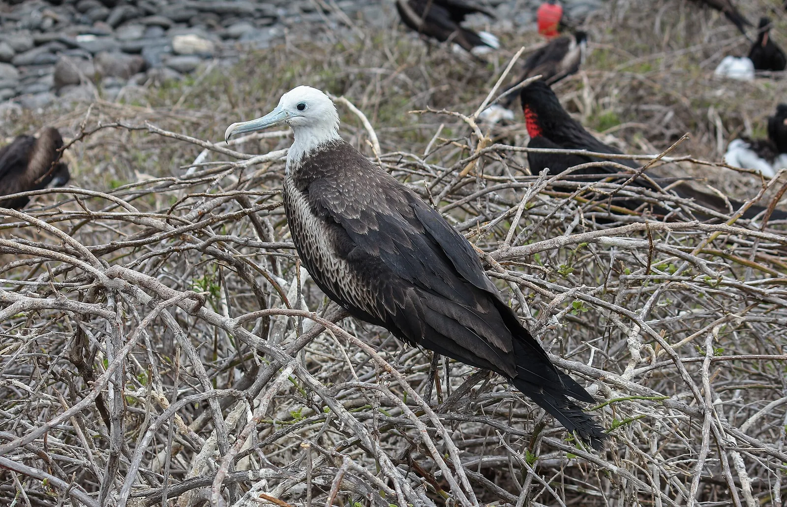 Adult Magnificent Frigatebird perched showing curved bill tip