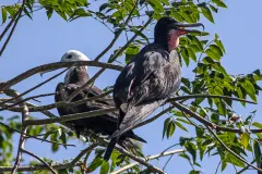 Male Magnificent Frigatebird in flight with inflated red throat sac