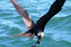 Female frigatebird skimming close over ocean waves