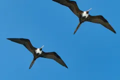 Pair of frigatebirds wheeling in tropical sky over coast
