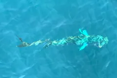 Wild mahi-mahi swimming just below the surface of clear turquoise water, seen from above