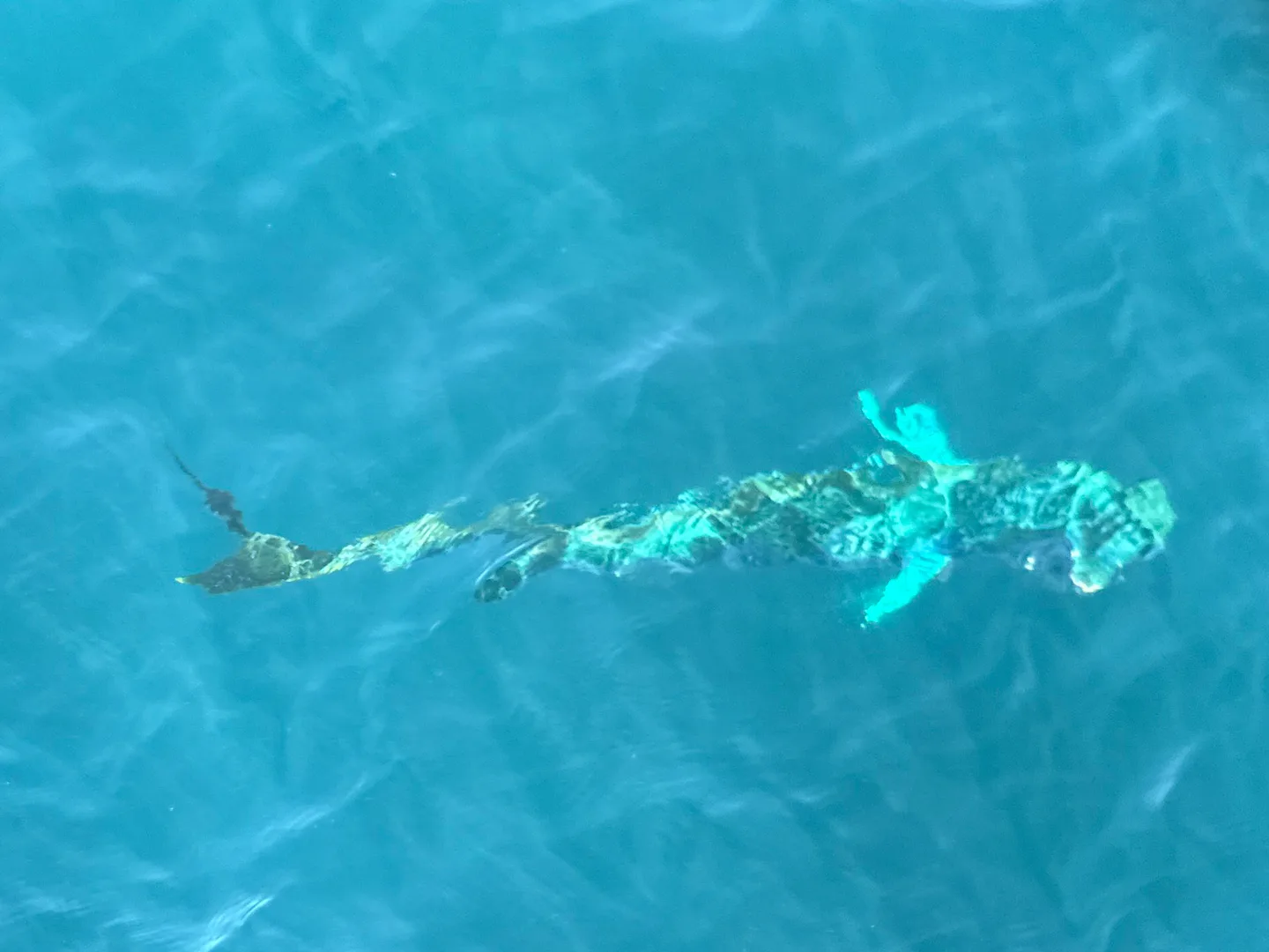 Wild mahi-mahi swimming just below the surface of clear turquoise water, seen from above