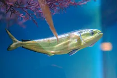 Mahi-mahi with a blunt head and green-gold sides swimming in blue water