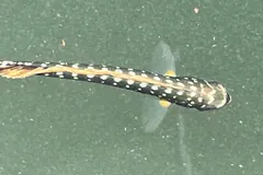 Juvenile mahi-mahi with dark bars swimming near the sea surface