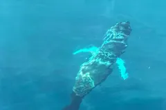 Mahi-mahi swimming away through turquoise water, its blue-edged fins spread