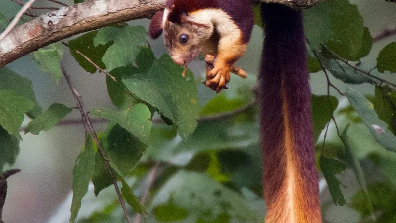 Malabar Giant Squirrel (Ratufa indica) in native wild habitat