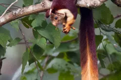 Malabar Giant Squirrel (Ratufa indica) in native wild habitat