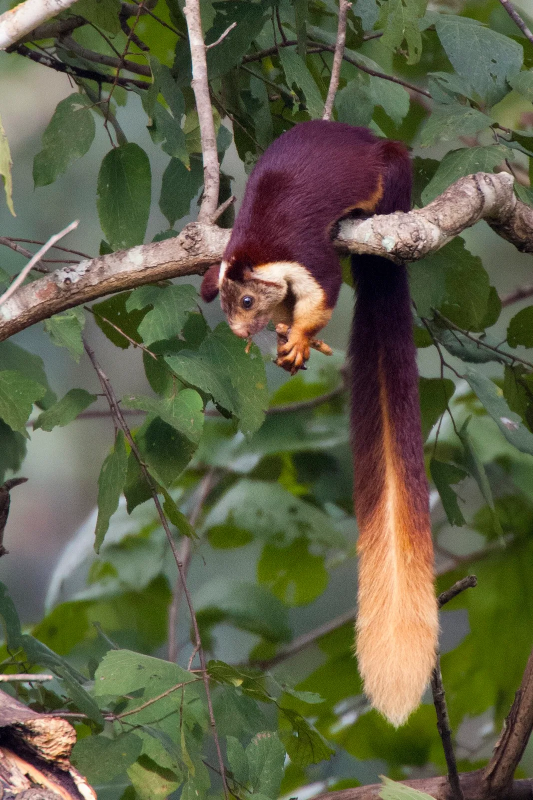 Malabar Giant Squirrel (Ratufa indica) in native wild habitat