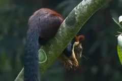 Malabar Giant Squirrel (Ratufa indica) in native wild habitat