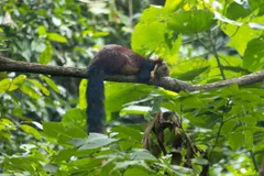 Malabar Giant Squirrel (Ratufa indica) in native wild habitat