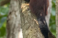 Malabar Giant Squirrel (Ratufa indica) in native wild habitat