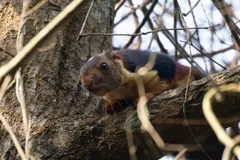Malabar Giant Squirrel (Ratufa indica) in native wild habitat