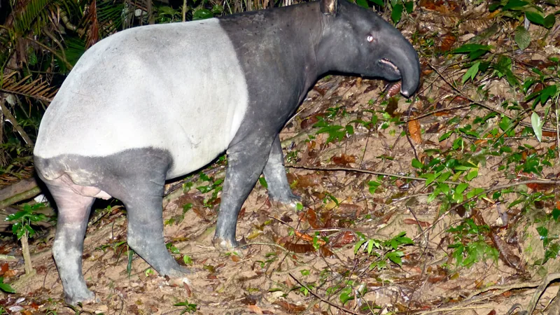 Malayan tapir with a black front and white saddle on the forest floor in Taman Negara