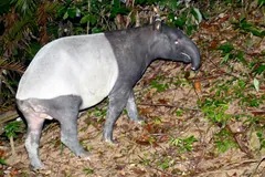 Malayan tapir with a black front and white saddle on the forest floor in Taman Negara