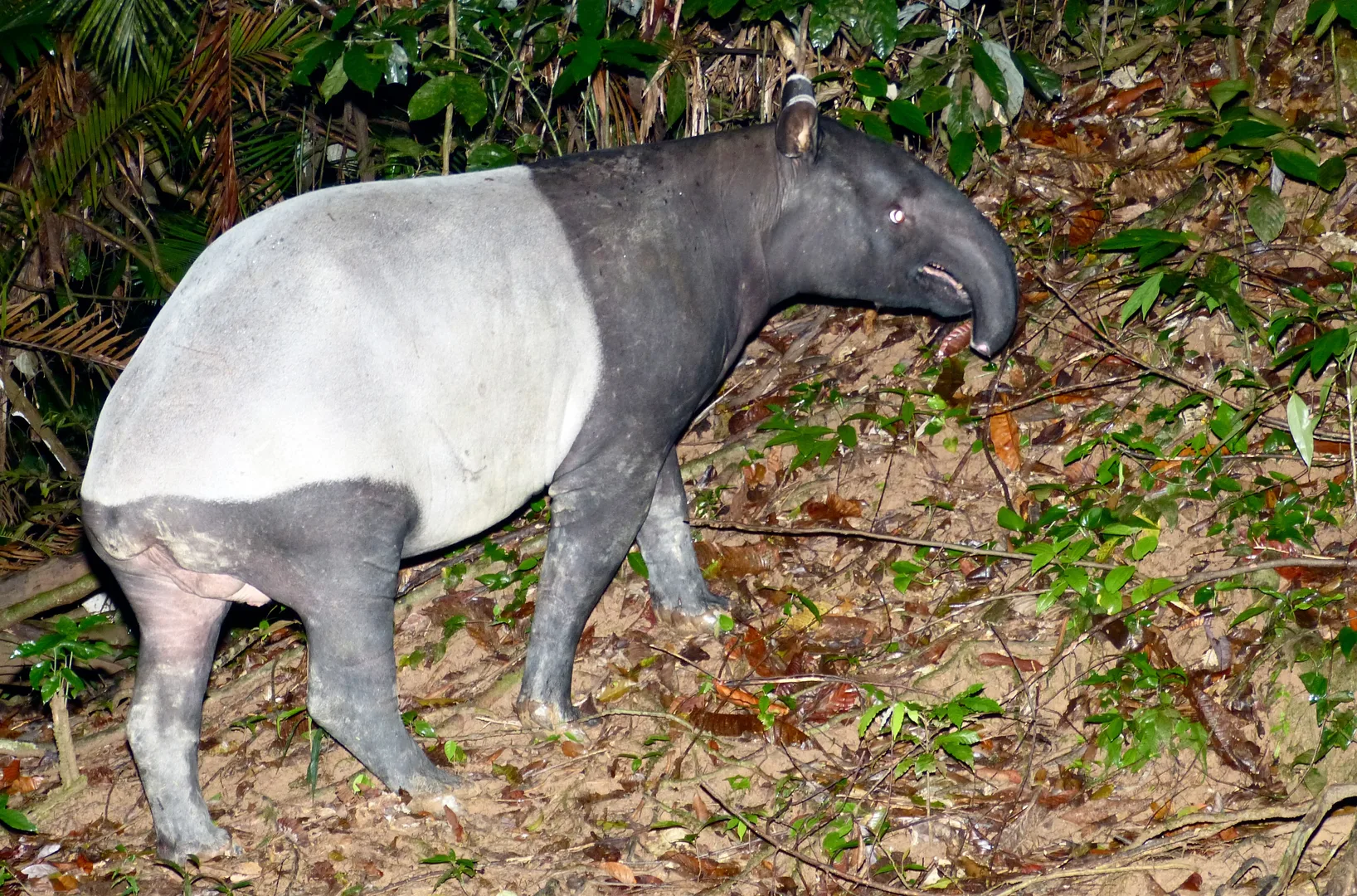 Malayan Tapir