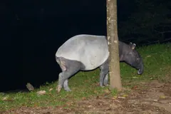 Malayan tapir beside a tree trunk at the edge of the forest at night
