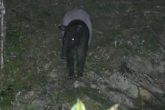 Malayan tapir facing forward on a rocky forest slope after dark
