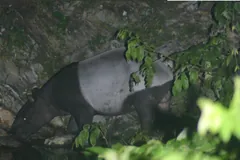 Malayan tapir browsing among leafy undergrowth at night