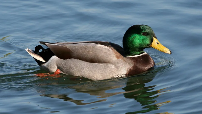 Male mallard with a glossy green head swimming