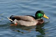 Mallard