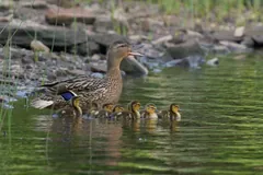 Female mallard leading a line of ducklings through the water