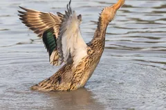 Female mallard rearing up and flapping her wings on the water