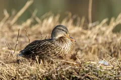 Female mallard sitting in dry reeds