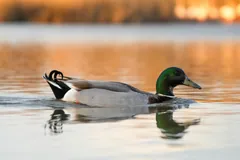 Male mallard swimming in golden evening light