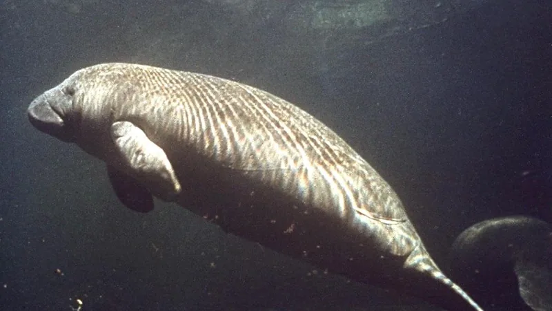West Indian Manatee in natural habitat