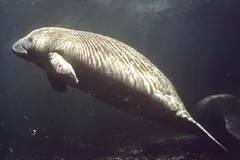West Indian Manatee in natural habitat