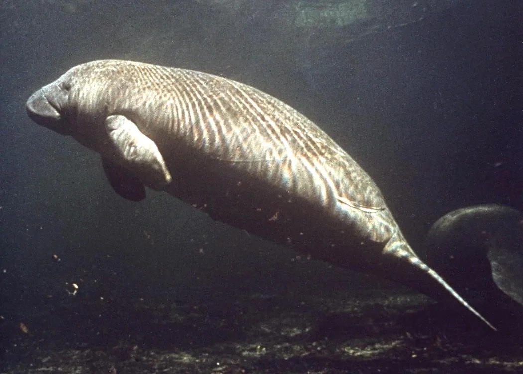 West Indian Manatee in natural habitat