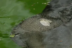 West Indian Manatee in natural habitat
