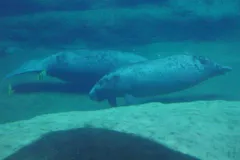 West Indian Manatee in natural habitat
