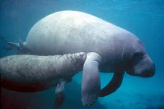 West Indian Manatee in natural habitat