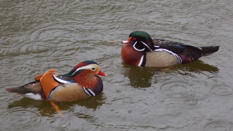 Male mandarin duck displaying spectacular orange sail feathers and purple breast