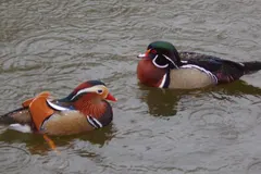Male mandarin duck displaying spectacular orange sail feathers and purple breast
