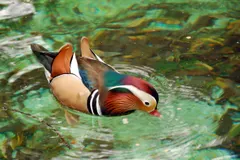 Pair of mandarin ducks swimming together on peaceful woodland pond surface