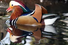 Mandarin duck drake preening vibrant multicolored plumage beside willow tree