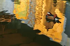 Mandarin duck in flight showing iridescent green crest and chestnut flanks