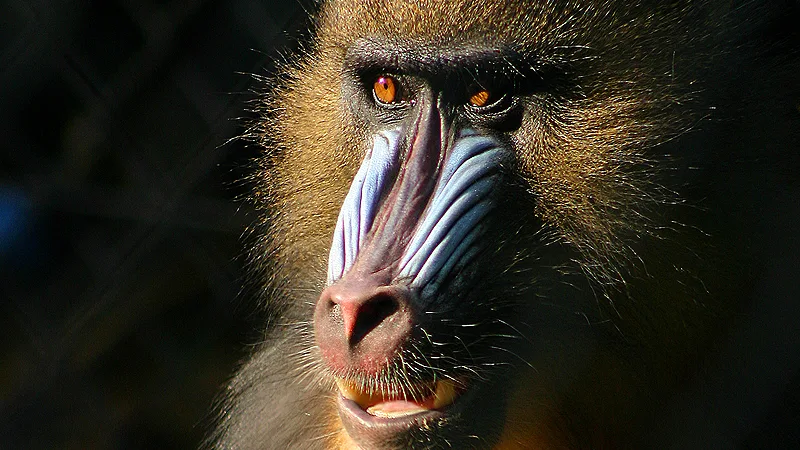 Mandrill in natural habitat