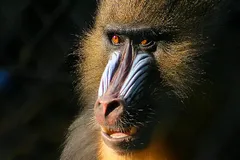 Mandrill in natural habitat