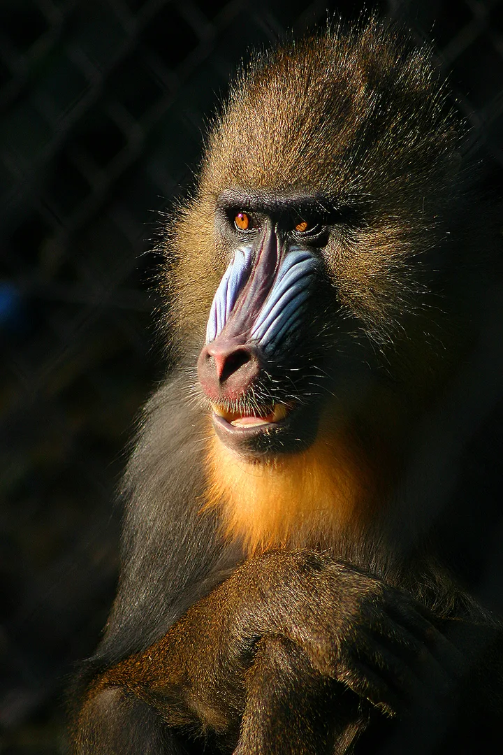 Mandrill in natural habitat