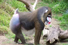 Mandrill in natural habitat