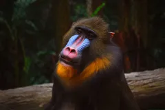 Close up portrait of adult male Mandrill